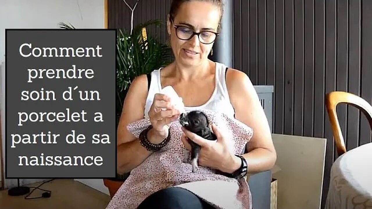 Comment prendre soin d´un cochonnet a partir de sa naissance tutorial avec Lucía Berti Garcia