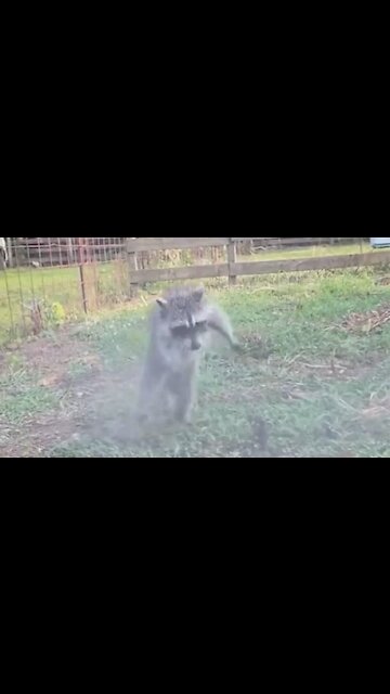 Baby raccoon plays with water hose just like a doggy