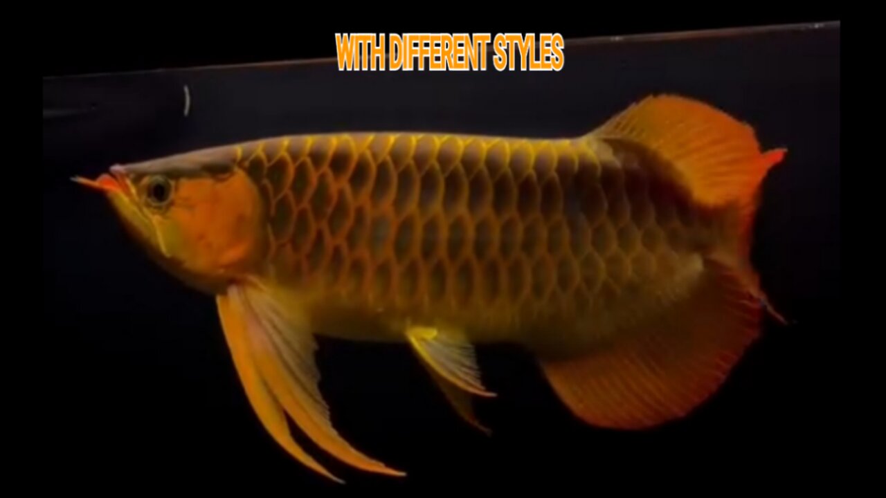 BEAUTIFUL SUPER RED AROWANA ORNAMENTAL FISH