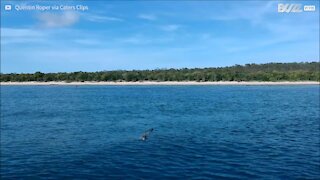 Un drone survit à une attaque de crocodile en Australie