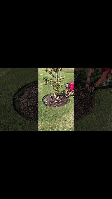 Oddly Satisfying Tree Bed Edge Trim