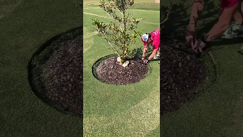 Oddly Satisfying Tree Bed Edge Trim