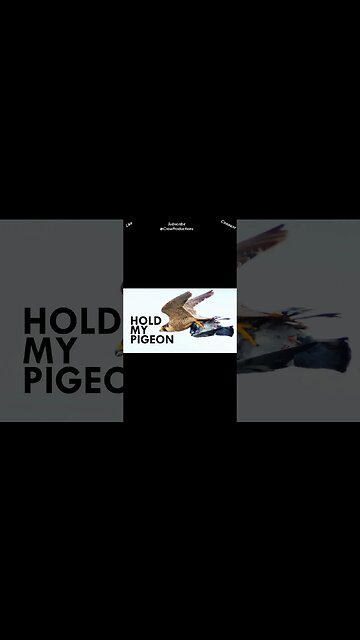 Which is the fastest bird in the world #birds #shorts