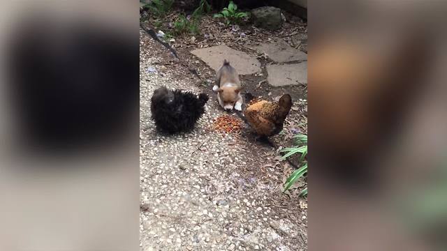 Puppy Dog Barks At Chickens