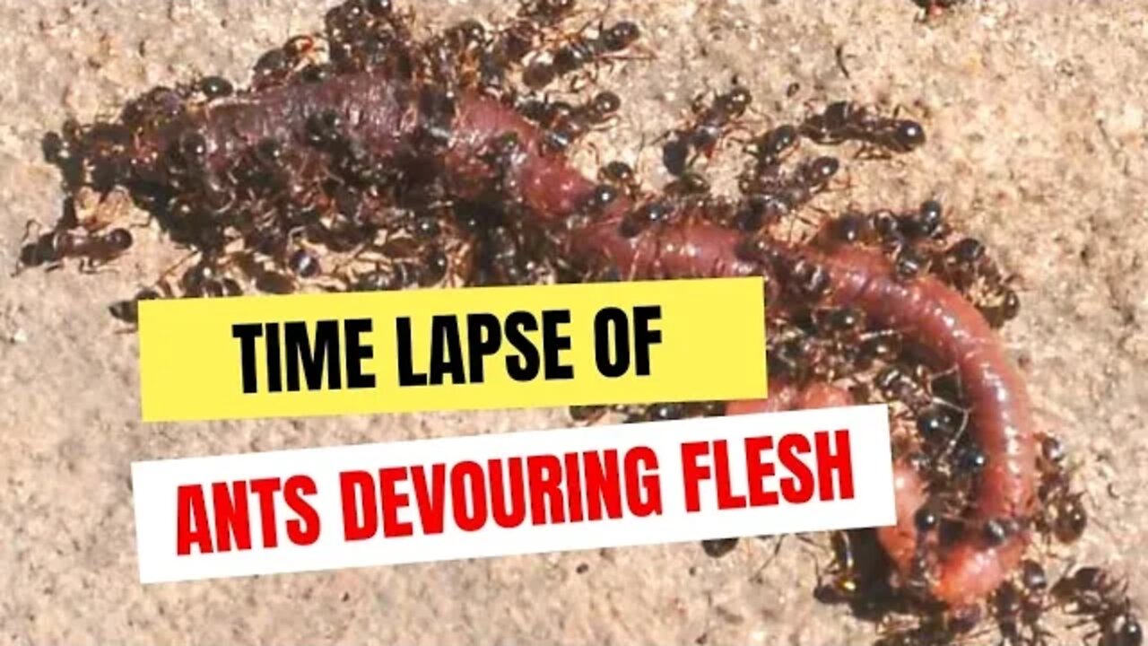 Red Ants Devour and Carry Flesh - Time Lapses On n My Phone #animals #nature