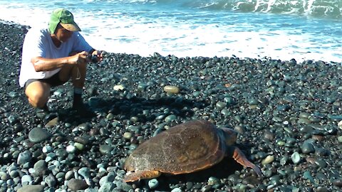 Zeeschildpadden op La Palma.