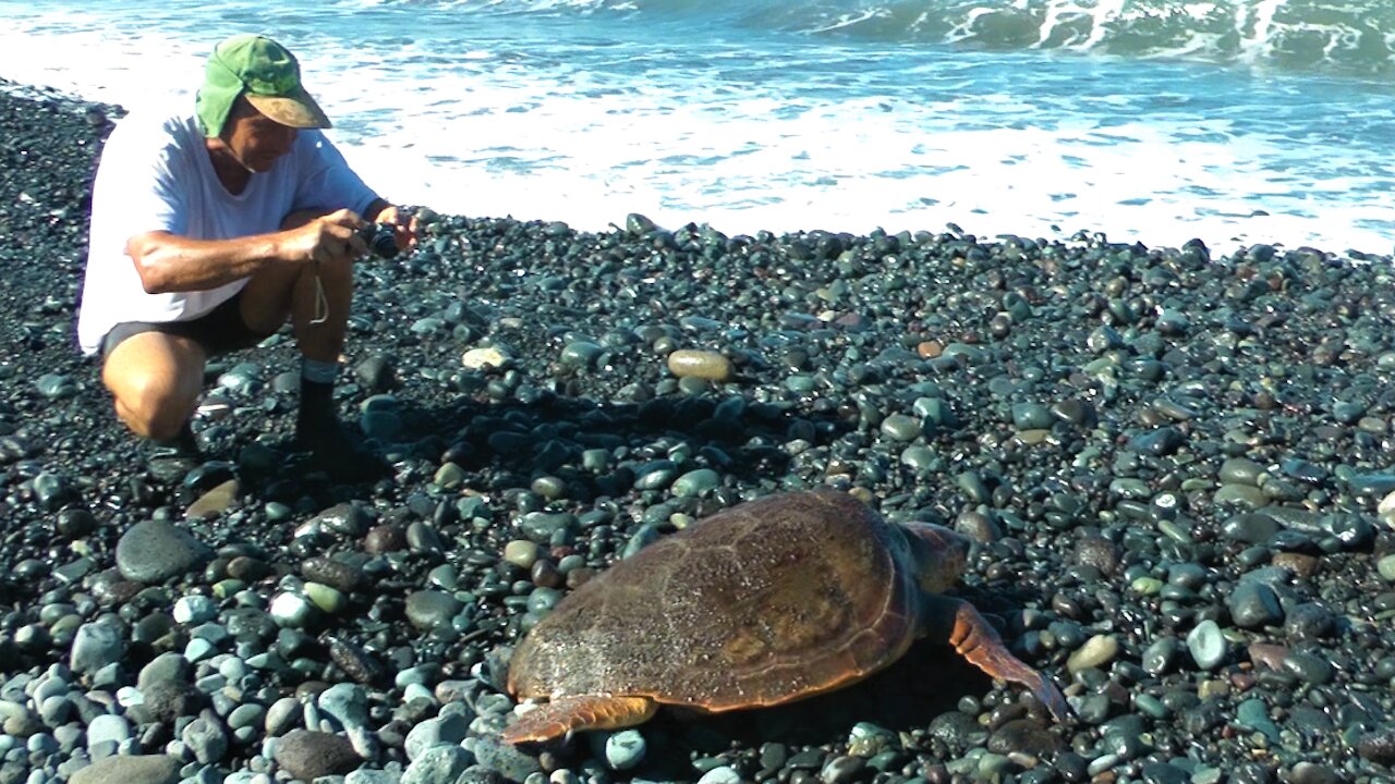 Zeeschildpadden op La Palma.