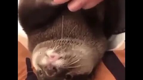Cute Funny Sea Otter-63