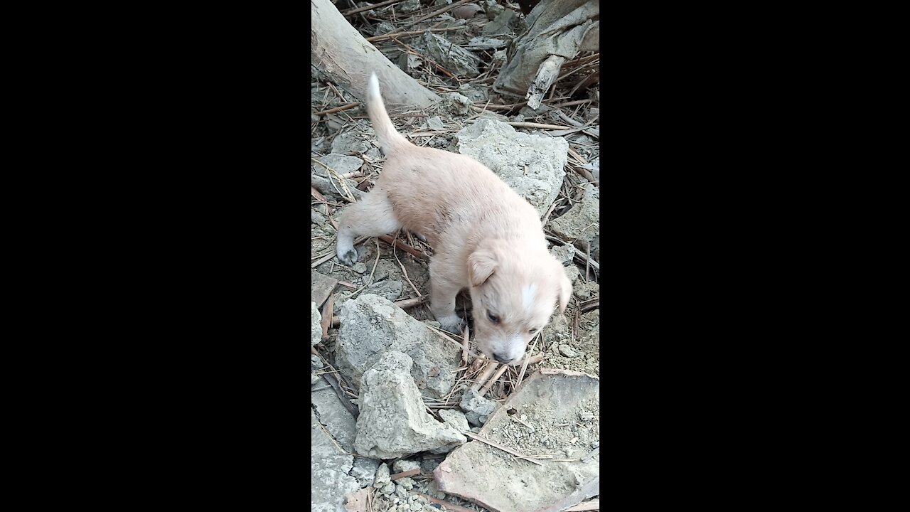 funny dogs doing funny things
