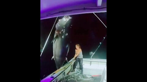 Big tuna catch