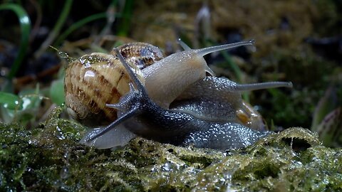 Slow down with Snails and Slugs | Relax With Nature | BBC Earth