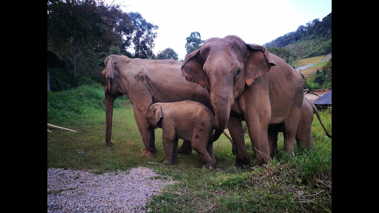 The elephant herd arrived early in the morning... in YALA national park.