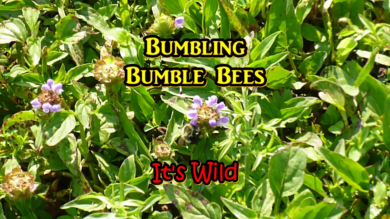 Bumbling Bumble Bees