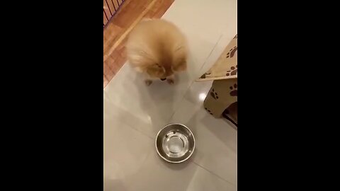 Joke with the dog🤣🤣