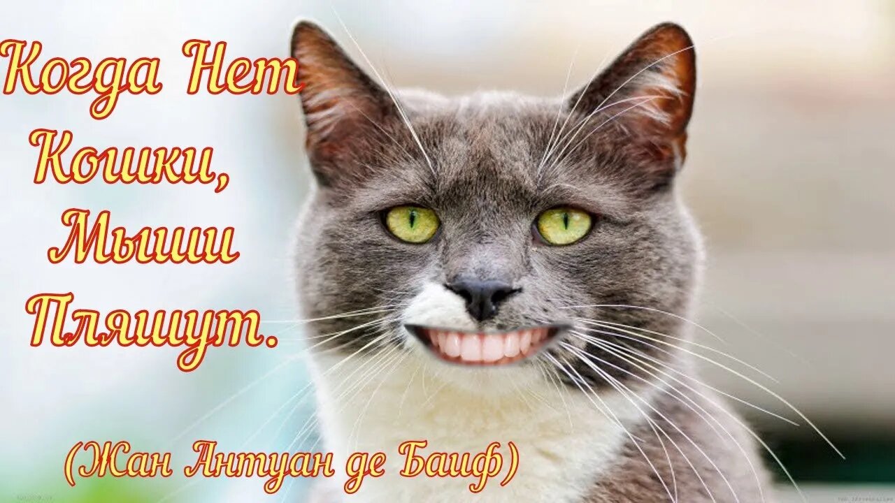 Смешные коты из Тик Ток 11 Funny cats from Tik Tok