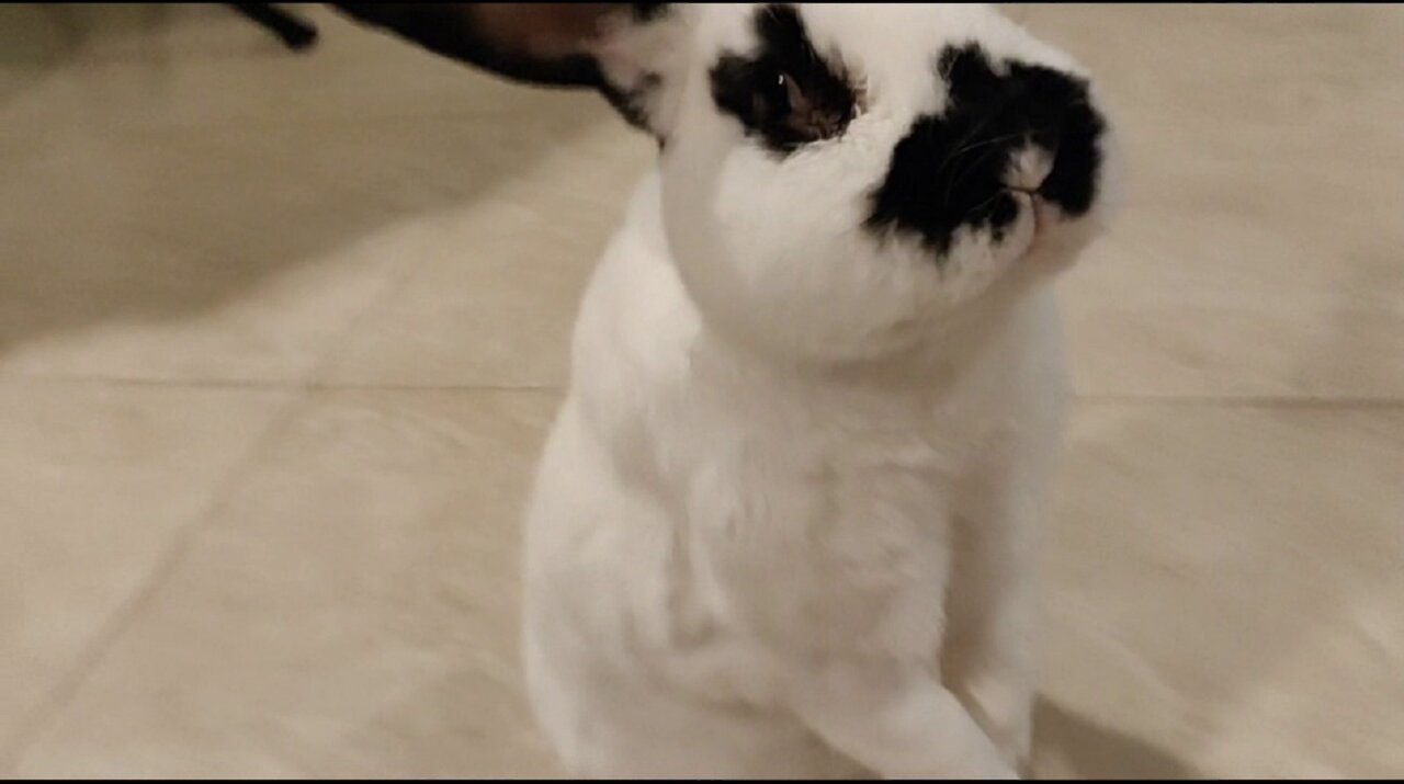 How Free-walk Panda Bunny Asking For Fresh Produce