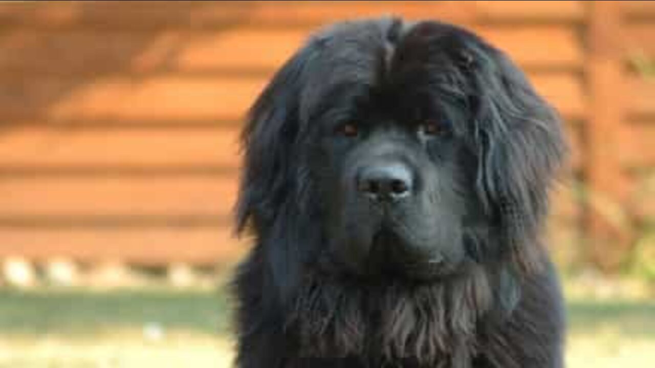 Dog bursts balloons in hilarious party game