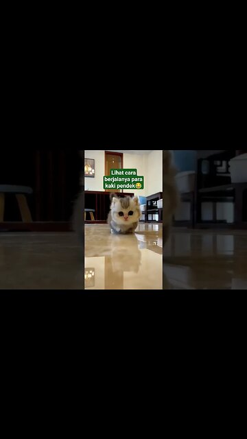 lucu sekali jalan nya si kaki pendek #shortvideo #kucing