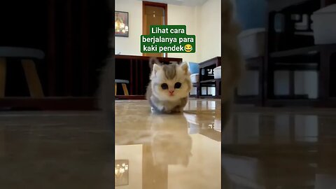 lucu sekali jalan nya si kaki pendek #shortvideo #kucing