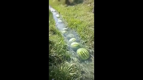 THE👀MINIATURE🤣WATERMELON🍉RIVER🏞️EXPERIENCE👀😎🍺