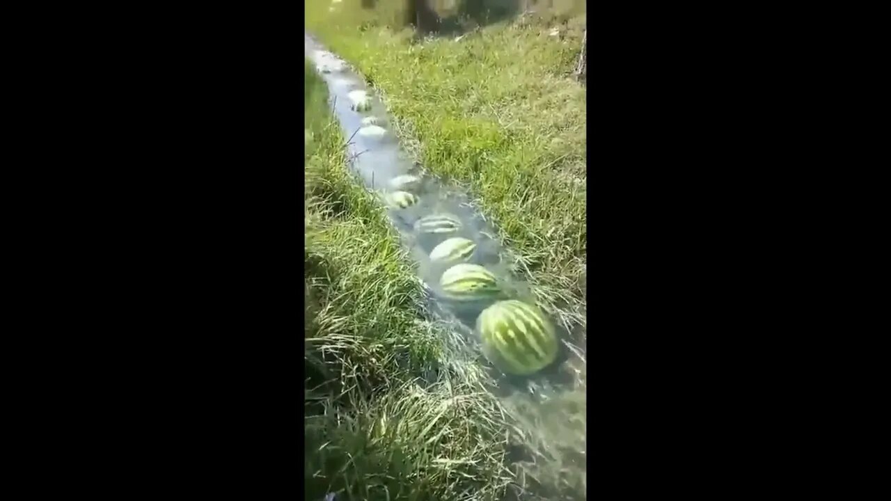 THE👀MINIATURE🤣WATERMELON🍉RIVER🏞️EXPERIENCE👀😎🍺