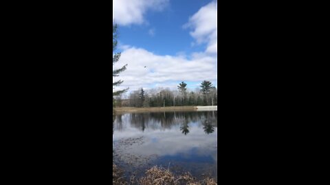 Bald Eagle Flying Over Me