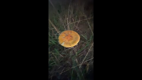 Strange Mushrooms