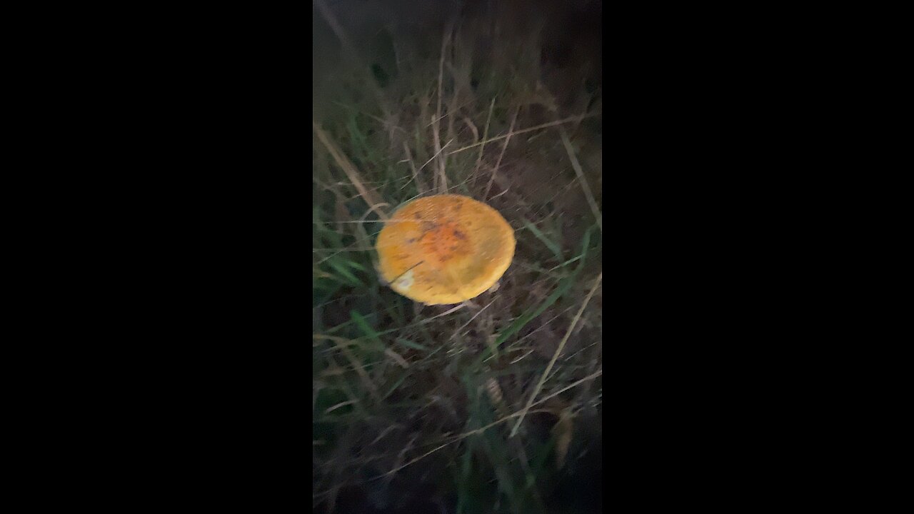 Strange Mushrooms