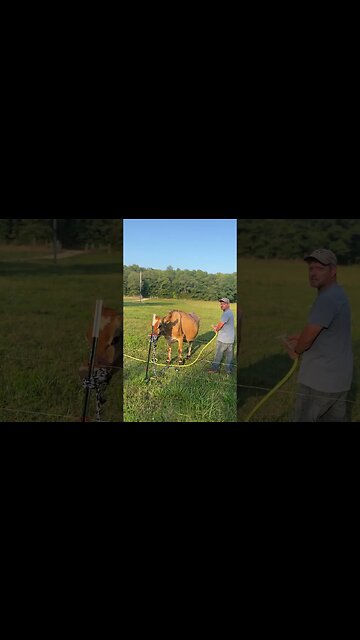 Can we take her to the cow wash? #shorts #homesteading