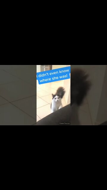 This sound makes your cat come to you no matter what