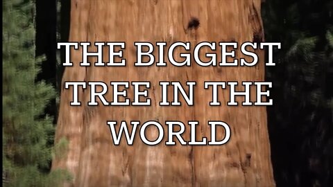 Biggest tree in the world (general Sherman)