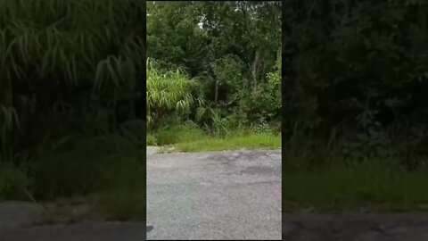 Welcome To The Jungle