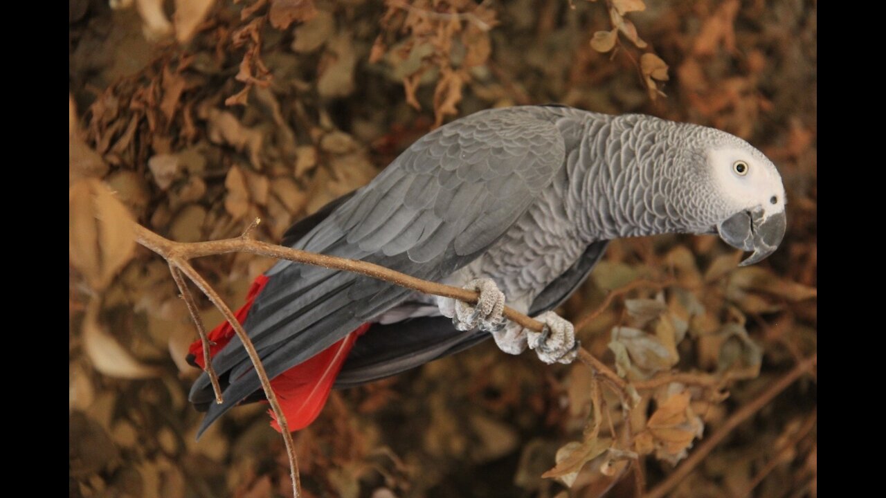 African Grey Parrots At The Bai