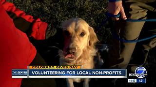 Colorado Gives Day: Golden Retriever Rescue of the Rockies