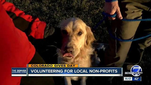 Colorado Gives Day: Golden Retriever Rescue of the Rockies