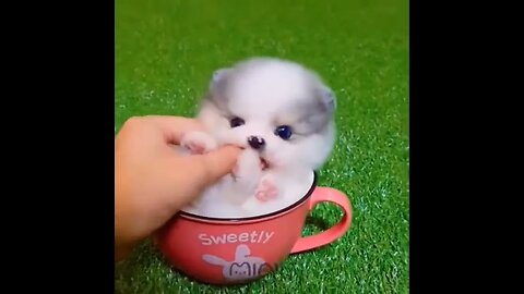 Cutest Dogs ♥Cute Puppies Doing Funny Things 2019♥ #1 4