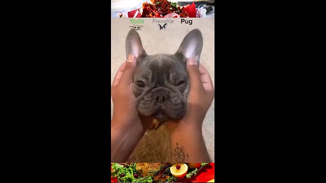 ❤️🥹💚Dog for funny video 🥹