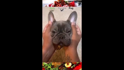 ❤️🥹💚Dog for funny video 🥹