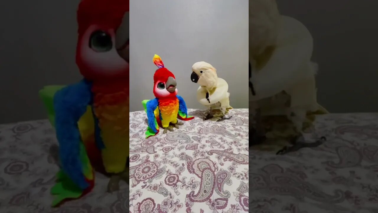 #shorts Смешные животные из Тик Ток 33 Funny animals from Tik Tok