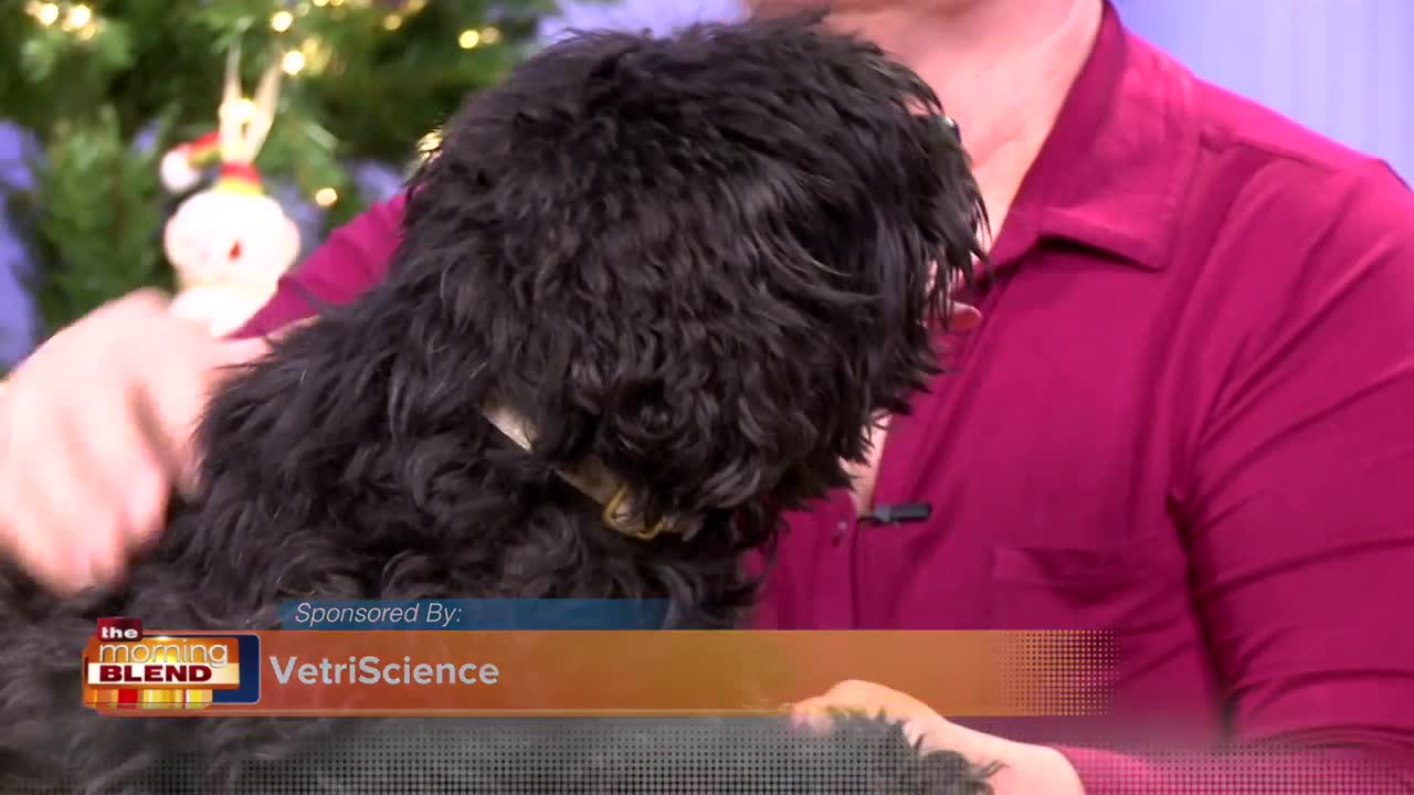 How to Manage Your Pet’s Holiday Stress With Arden Moore