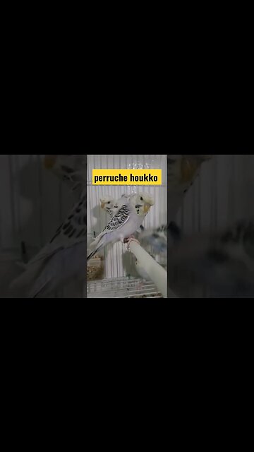 perruche houkko