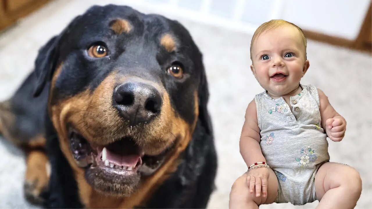 Rottweiler Reacts To Newborn Laugh