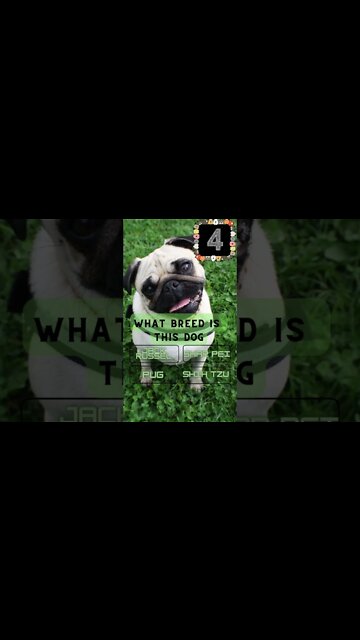 Dog Breed Quiz #2 do you think you can get it right? #shorts