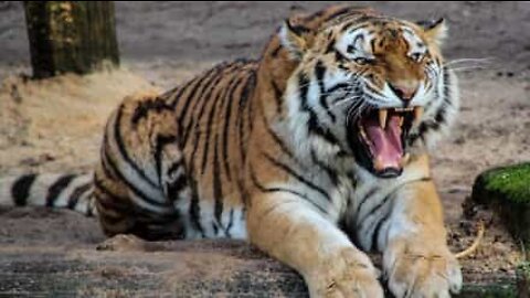 Tiger rips up tarmac in scary attempt to ambush motorcyclists!