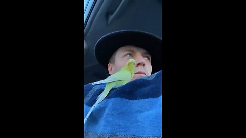 Car ride with parakeet