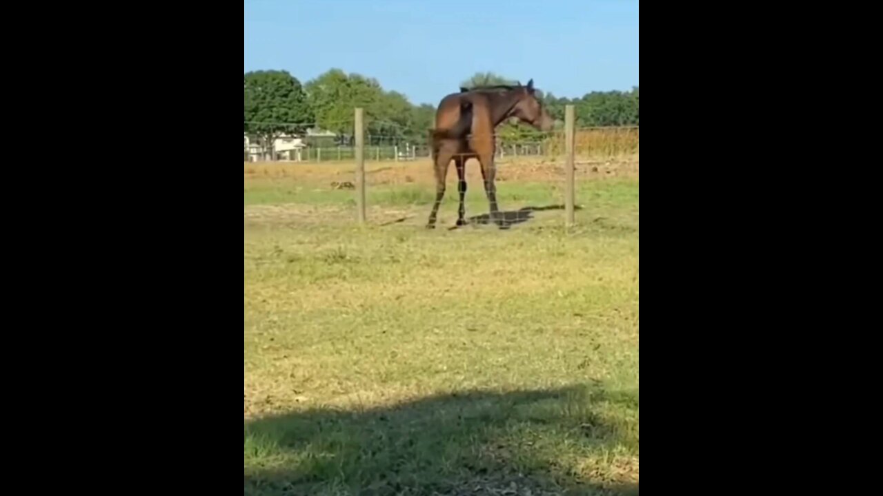 The Horse to Dance