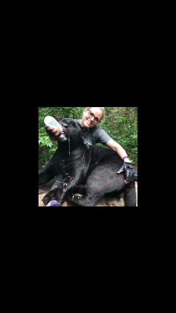 Rare Black Jaguar 🐆#Shorts #ytshorts #UbertainmentFun #Dogs #Animals #Fun