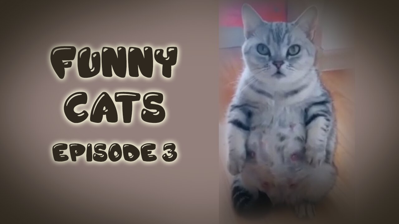 Funny Cats Episode 3