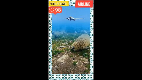 Airline takeoff //animals funny eating 🛬😱😎🔥🦒 #viralshorts