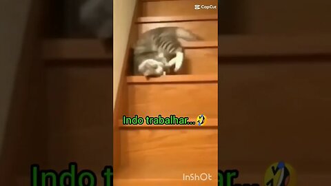 Gato Indo trabalhar na segunda-feira 😸